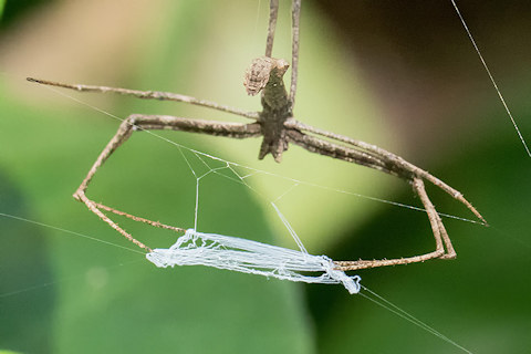 Net-casting Spider (Deinopis subrufa) (Deinopis subrufa)